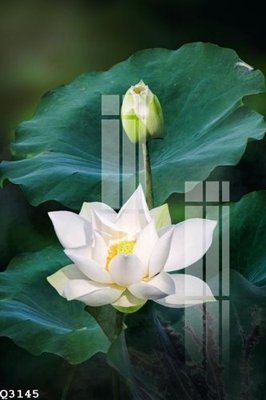 File in trần File gốc in tranh tổng hợp Q3145 (bản gốc) 5D