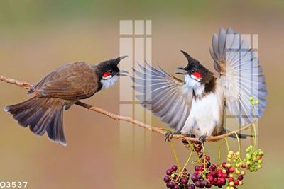 File tranh quảng cáo File gốc in tranh tổng hợp Q3537 (file gốc) chuyên nghiệp