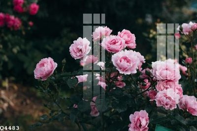 File tranh File gốc in tranh tổng hợp Q4483 (gốc) chủ đề thành phố