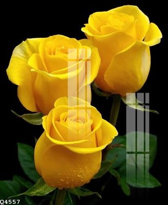 File gốc File gốc in tranh tổng hợp Q4557 (in mica) trang trí