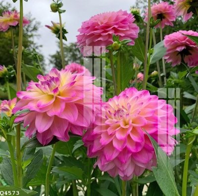 File gốc File gốc in tranh tổng hợp Q4573 (phong cách) tối giản