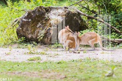 File tranh gốc File gốc in tranh tổng hợp Q4810 (bản quyền) file PSD