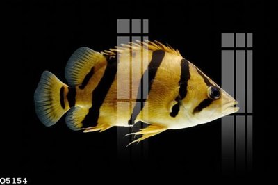 File in trần File gốc in tranh tổng hợp Q5154 (file gốc) hoa văn 3D