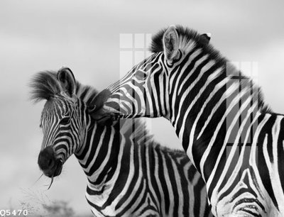 Download file File gốc in tranh tổng hợp Q5470 (chuẩn in) chất lượng cao