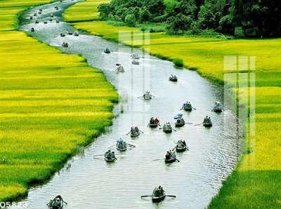 File in trần File gốc in tranh tổng hợp Q5823 (bản gốc 3D) sống động