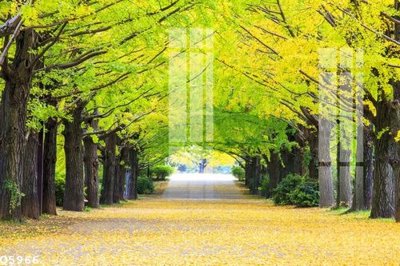 File tranh File gốc in tranh tổng hợp Q5966 (gốc) in backlit film