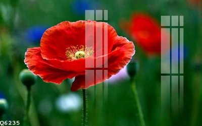 File in trần File gốc in tranh tổng hợp Q6235 (file gốc) xuyên sáng