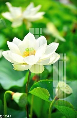 File gốc File gốc in tranh tổng hợp Q6241 (in mica) trang trí