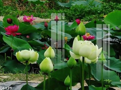 File tranh File gốc in tranh tổng hợp Q6323 (gốc) chủ đề động vật