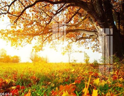 File gốc File gốc in tranh tổng hợp Q6651 (chuẩn màu) cho in offset