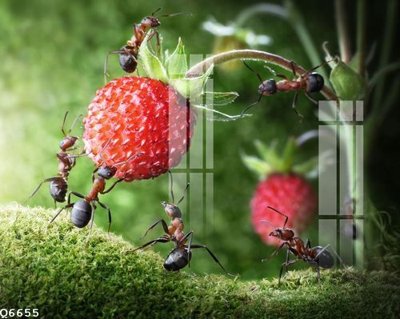 File gốc File gốc in tranh tổng hợp Q6655 (PNG) trong suốt (transparent)