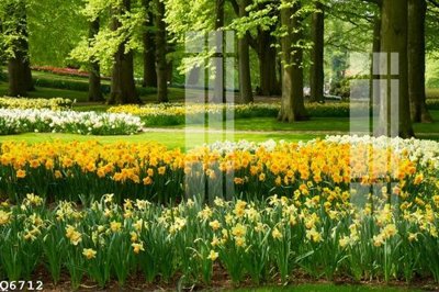 File tranh File gốc in tranh tổng hợp Q6712 (gốc) chủ đề động vật