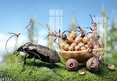 File in ấn File gốc in tranh tổng hợp Q6713 (bản gốc) chất lượng cao