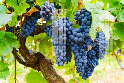 File ảnh File gốc in tranh tổng hợp Q6881 (gốc) in biển hiệu