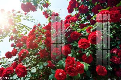 File in trần File gốc in tranh tổng hợp Q6920 (bản gốc) hoa văn