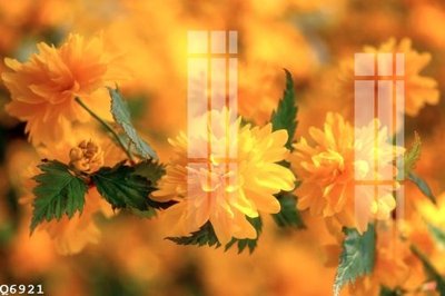 File PSD File gốc in tranh tổng hợp Q6921 (gốc) cho in quảng cáo