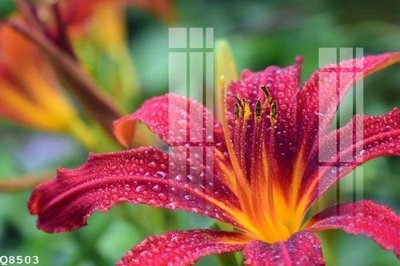 Tải file File gốc in tranh tổng hợp Q8503 (PSD) cho in tranh kính