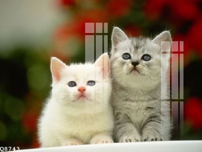 Tải file File gốc in tranh tổng hợp Q8743 (ảnh gốc) file AI/EPS