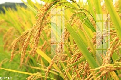 Download file gốc File gốc in tranh tổng hợp Q8747 (in mica) trang trí