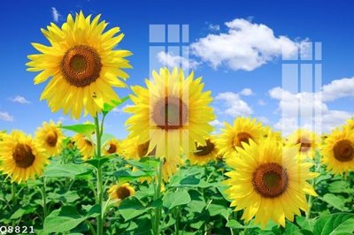 File tranh File gốc in tranh tổng hợp Q8821 (bản gốc) treo quán cafe