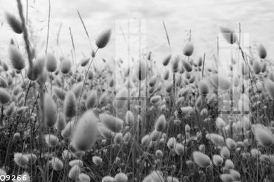 File tranh File gốc in tranh tổng hợp Q9266 (bản gốc) trang trí văn phòng