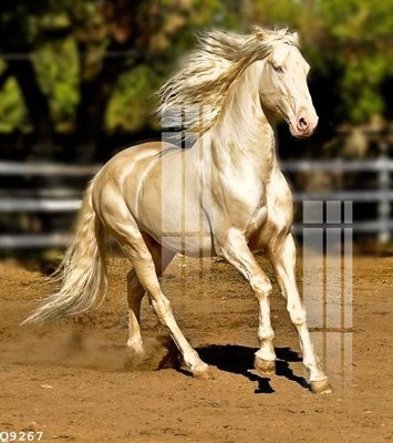 File in trần File gốc in tranh tổng hợp Q9267 (bản gốc) bầu trời