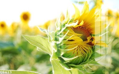 File tranh File gốc in tranh tổng hợp Q9413 (bản gốc) in lụa 5D