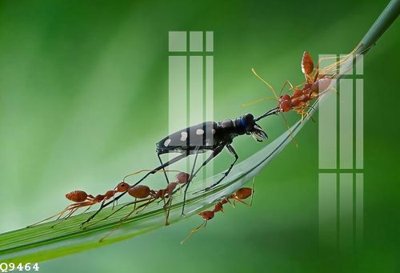 File gốc in ấn File gốc in tranh tổng hợp Q9464 (sẵn sàng tải về)