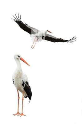 File in mica File gốc in tranh tổng hợp Q9779 (ảnh gốc) đẹp