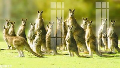 Chi tiết file tranh tráng gương File gốc in tranh tổng hợp Q9839 (ảnh gốc)