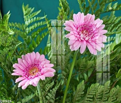 File ảnh File gốc in tranh tổng hợp Q9906 (gốc) cho trang trí nội thất