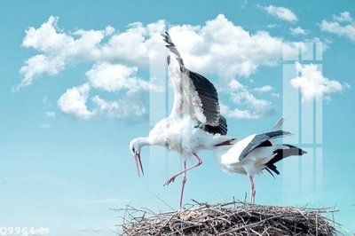 File tranh File gốc in tranh tổng hợp Q9964 (gốc) chủ đề thiên nhiên