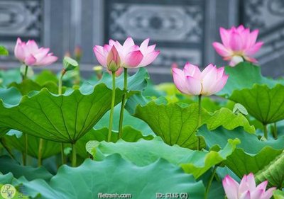 File tranh Tranh cửu ngư quần hội sen cá S115 (gốc) phong cách tối giản