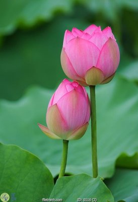 File in trần Tranh cửu ngư quần hội sen cá S116 (file gốc) xuyên sáng