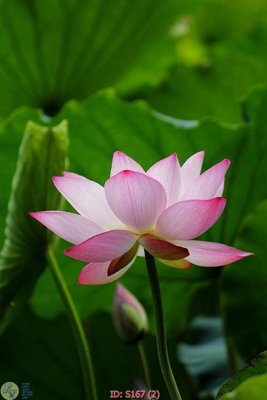 Tải file gốc Tranh cửu ngư quần hội sen cá S167 (in khổ lớn) quảng cáo