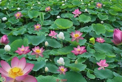 Download file gốc Tranh cửu ngư quần hội sen cá S203 (in mica) trang trí