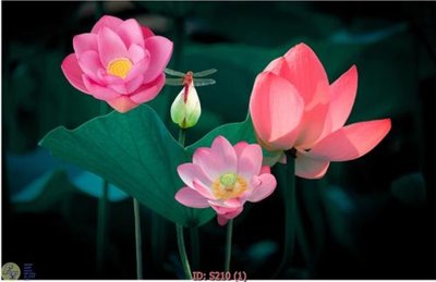 File gốc Tranh cửu ngư quần hội sen cá S210 (in tráng gương) nghệ thuật