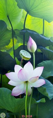 File ảnh gốc Tranh cửu ngư quần hội sen cá S218 không vỡ nét