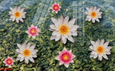 File in mica Tranh hoa sen cá cửu ngư quần hội S3089 (bản gốc) siêu trong