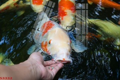 Download file gốc Tranh hoa sen cá cửu ngư quần hội S3332 (in mica) logo