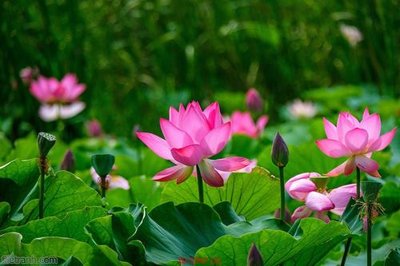 File ảnh Tranh cửu ngư quần hội sen cá S347 (gốc) cho trang trí nhà hàng