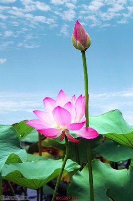 File tranh Tranh cửu ngư quần hội sen cá S357 (gốc) chủ đề trẻ em