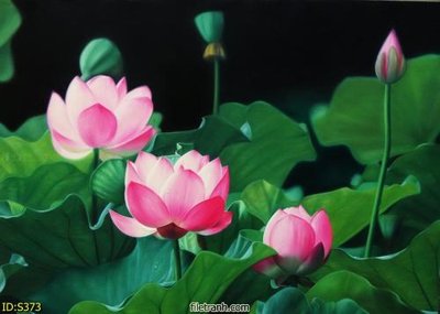 Ảnh gốc Tranh cửu ngư quần hội sen cá S373 (nét căng) in mica