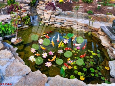 File in trần Tranh hoa sen cá cửu ngư quần hội S3744 (bản gốc) trời sao