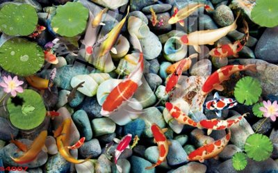 File ảnh Tranh hoa sen cá cửu ngư quần hội S4007 (gốc) in quảng cáo ngoài trời