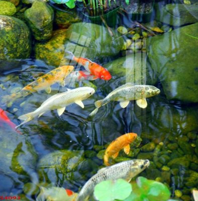 Tải về hình ảnh gốc Tranh hoa sen cá cửu ngư quần hội S4093 sắc nét