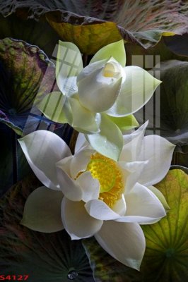 File in ấn Tranh hoa sen cá cửu ngư quần hội S4127 chuyên nghiệp