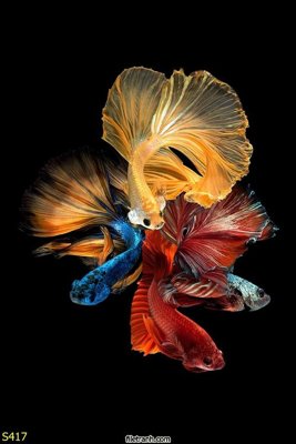 File gốc in ấn Tranh cửu ngư quần hội sen cá S417 chất lượng vượt trội