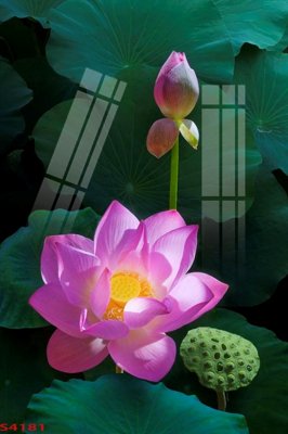 Tải file Tranh hoa sen cá cửu ngư quần hội S4181 (gốc) in tranh tráng gương