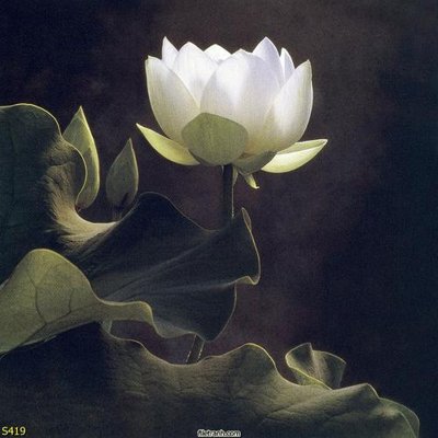 File ảnh gốc Tranh cửu ngư quần hội sen cá S419 (chuyên in mica)